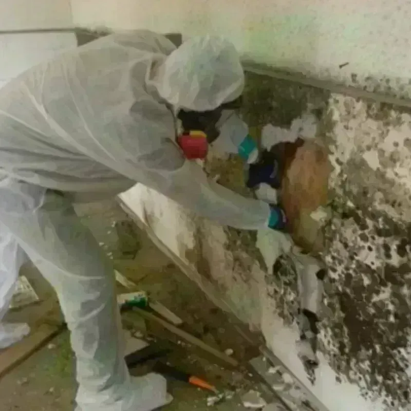 Mold Remediation and Removal in Nanakuli, HI